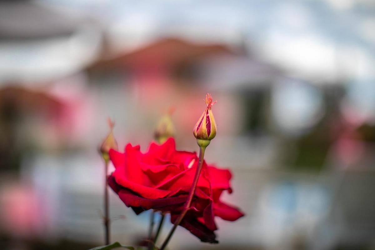 Vila Gardenia Gumoshtnik Zewnętrze zdjęcie